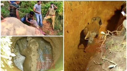 രക്ഷാപ്രവര്‍ത്തനം ഫലം കണ്ടില്ല;  ആനക്കാം പൊയിലിൽ കിണറ്റിൽ വീണ കാട്ടാന ചരിഞ്ഞു