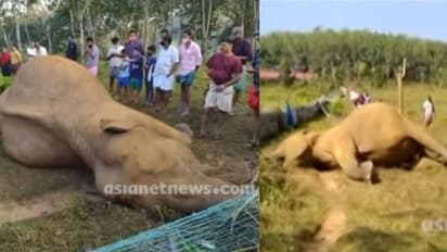 ആനക്കുട്ടിയടക്കം കേരളത്തിൽ ഇന്ന് ചെരിഞ്ഞത് മൂന്ന് കാട്ടാനകൾ