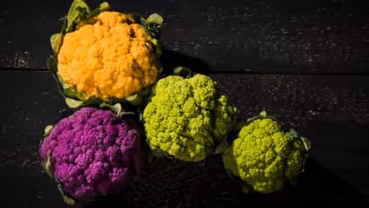 കോളിഫ്ലവര് പലനിറങ്ങളില്; ഗ്രോബാഗിലും വീട്ടുപറമ്പിലും വളര്ത്താം