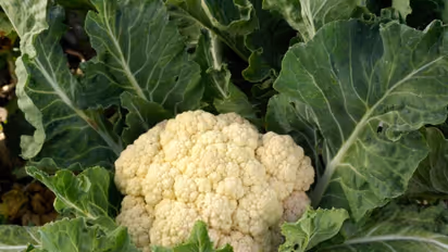 Cauliflower Price-বেশ খানিকটা দাম কমেছে ফুলকপির,১২ থেকে ১৫ টাকায় বিক্রি হচ্ছে শীতকালীন এই সবজি