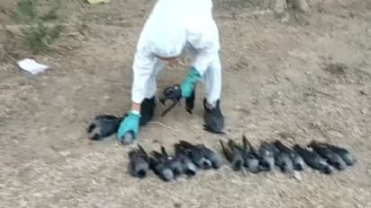 ರೂಪಾಂತರ ವೈರಸ್ ನಡುವೆ ಭಾರತದ ಆತಂಕ ಹೆಚ್ಚಿಸಿದ ಕಾಗೆ ಜ್ವರ!