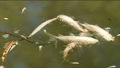 പെരിയാർവാലി കനാലിൽ മീനുകൾ വ്യാപകമായി ചത്തുപൊങ്ങുന്നു; കാരണം തേടി മലിനീകരണ നിയന്ത്രണ ബോർഡ്