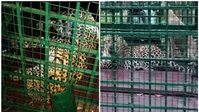 പാലക്കാട് നാടിറെ വിറപ്പിച്ച പുലി വനംവകുപ്പിന്റെ കെണിയിൽ കുടുങ്ങി