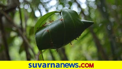 ಕೆಂಪಿರುವೆ ಚಟ್ನಿ ಕೊರೋನಾ ಕ್ಯೂರ್ ಮಾಡುತ್ತಾ?