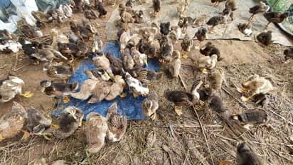 പക്ഷിപ്പനി സ്ഥിരീകരിച്ച ആലപ്പുഴയിലും കോട്ടയത്തും പ്രതിരോധ നടപടികൾ; വളർത്തുപക്ഷികളെ കൊന്നൊടുക്കും