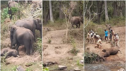 അമ്മയാനയും കൂട്ടരും കാവല്‍ നിന്നു, ഒടുവില്‍ ആനക്കൂട്ടം വഴങ്ങി: ചരിഞ്ഞ കുട്ടിയാനയെ  സംസ്‌കരിച്ചു