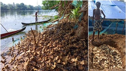 പക്ഷിപ്പനി; കുട്ടനാട്ടിലെ താറാവ് കർഷകർ ഭീതിയിൽ, ആയിരക്കണക്കിന് താറാവുകള് ചത്തു