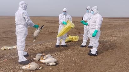 പക്ഷിപ്പനി: എട്ട് സംസ്ഥാനങ്ങളിൽ ജാഗ്രത നിർദ്ദേശം; നിരീക്ഷണത്തിന് ദില്ലിയില് കണ്ട്രോള് റൂം