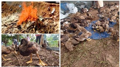 പക്ഷിപ്പനി സംസ്ഥാന ദുരന്തമായി പ്രഖ്യാപിച്ച് കേന്ദ്രം, പക്ഷികളെ കൊന്നൊടുക്കുന്നു, ആശങ്ക വേണ്ടെന്ന് അധികൃതർ