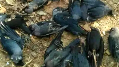 Bird flu: 30 crows found dead in UP's Etawah; avian flu common in winter, don’t panic, says govt