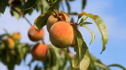 പീച്ച് പഴങ്ങള്‍ പോഷകഗുണത്തിലും സ്വാദിലും കേമന്‍; തണുപ്പില്‍ വളര്‍ത്തി വിളവെടുക്കാം