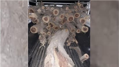 നിയമം ലംഘിച്ച് വിറക് കടത്തി; വാഹനം കയ്യോടെ പിടികൂടി പരിസ്ഥിതി സമിതി