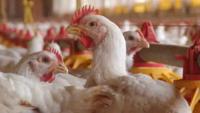 ആലപ്പുഴയിൽ വീണ്ടും പക്ഷിപ്പനി, ജാഗ്രതാ നിർദ്ദേശം