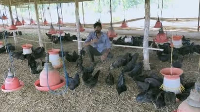 MP में बढ़ा इस वायरस का खतरा, फड़ फड़ाकर मर रहे पक्षी, मंदसौर में बंद रहेंगी अंडे-चिकन की दुकानें