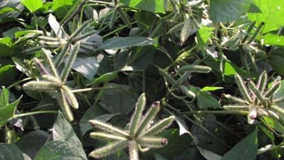 ഉഴുന്ന് കൃഷി ചെയ്യാം; പ്രതികൂല കാലാവസ്ഥയിലും അതിജീവിക്കുന്ന പയര്വര്ഗവിള