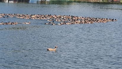 പക്ഷിപ്പനി; യൂറോപ്പിലും ഏഷ്യയിലും പടര്‍ന്ന് പിടിച്ച് പക്ഷിപ്പനി