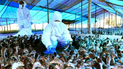 പക്ഷിപ്പനി സ്ഥിരീകരിച്ച കോട്ടയം,ആലപ്പുഴ ജില്ലകളിൽ കേന്ദ്രസംഘം എത്തും