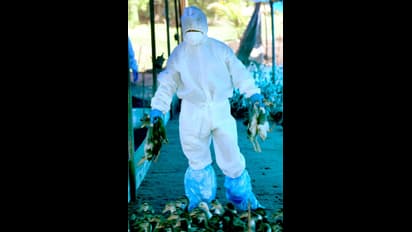 ಕೊರೋನಾ ಭೀತಿ ಮಧ್ಯೆ ಹಕ್ಕಿ ಜ್ವರ: ರಾಜ್ಯಗಳಿಗೆ ಎಚ್ಚರಿಕೆ ಕೊಟ್ಟ ಕೇಂದ್ರ ಸರ್ಕಾರ