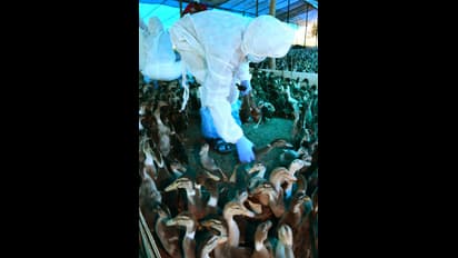 విజృంభిస్తున్న బర్డ్ ఫ్లూ: వేలాది పక్షులను చంపనున్న కేరళ