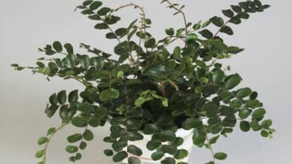 ബട്ടണ്‍ ഫേണ്‍ ഈര്‍പ്പം കുറവുള്ള മണ്ണിലും വളരും; വീട്ടിനുള്ളില്‍ വളര്‍ത്താം