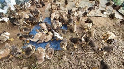 രാജ്യത്ത് കൂടുതൽ ഇടങ്ങളിൽ പക്ഷിപ്പനി പടരുന്നു; കേരളത്തിന് പുറമെ ആറ് സംസ്ഥാനത്ത് ജാഗ്രതാ നിർദേശം