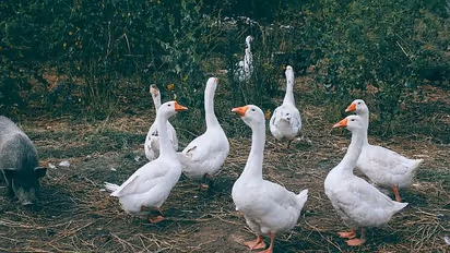 Bird flu outbreak: Centre rushes experts to Kerala and Haryana