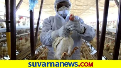 ಹಕ್ಕಿ ಜ್ವರ: 5 ಜಿಲ್ಲೆಗಳಲ್ಲಿ ಕಟ್ಟೆಚ್ಚರ, ನಿಮ್ಮ ಜಿಲ್ಲೆ ಇದ್ಯಾ..?