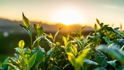 Reap the benefits of these Indian herbs and treat yourself the best