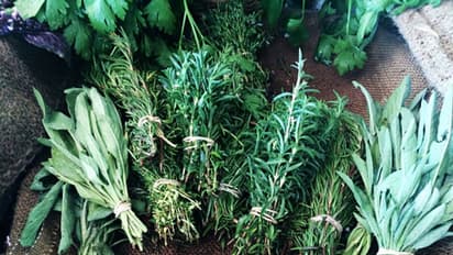 বর্ষায় এসব ভেষজের সাহায্যে সুস্থ থাকুন, অনেক রোগ থাকবে দূরে