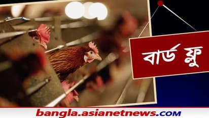 করোনার মত বার্ড ফ্লুর সঙ্গেও জড়িয়ে রয়েছে চিনের নাম, লক্ষণ থেকে ইতিহাস জেনে নিন সবকিছু