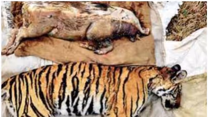 വേട്ടക്കിറങ്ങിയ കടുവയും ഇരയായ കാട്ടുപന്നിയും കിണറ്റില് വീണ് ചത്തു