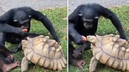 സഹജീവിസ്‌നേഹവും കരുതലും പഠിപ്പിക്കുന്ന ദൃശ്യം; വൈറലായി വീഡിയോ