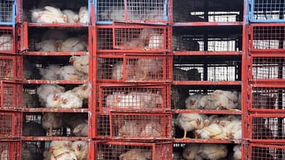 'തീറ്റ' ചതിച്ചു, മൃഗശാലകളിൽ പക്ഷിപ്പനി; ചത്തത് 47 കടുവകൾ, 3 സിംഹങ്ങൾ,1 പുള്ളിപ്പുലി, ജീവനക്കാർ ഐസൊലേഷനിൽ