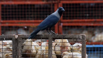 ಭಾರತದಲ್ಲಿ ಹಕ್ಕಿ ಜ್ವರ; ಮೃಗಾಲಯದ ಹಕ್ಕಿಗಳನ್ನು ಕೊಲ್ಲಲು ಸೂಚಿಸಿದ ಆಡಳಿತ ಮಂಡಳಿ!