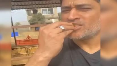 MS Dhoni tastes strawberry at his farm (Watch video)