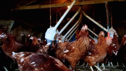 Bird flu: Maharashtra to cull over 2,000 birds in two districts