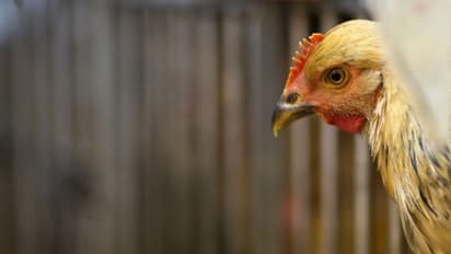 TS News : ఇది కోడిపుంజు ‘సర్ ఫ్రైజ్’.. వనపర్తిలో భర్తను సుపారీ గ్యాంగ్ తో హత్య చేయించిన భార్య...