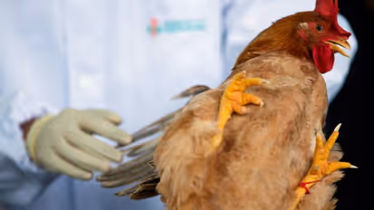 சிக்கன், முட்டை சாப்பிட்டால் பறவை காய்ச்சல் வருமா? நிபுணர்கள் சொல்றது என்ன?