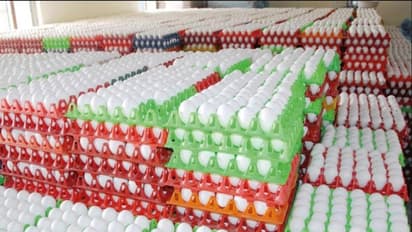 கேரளாவில் பறவைக் காய்ச்சல் பீதி.. நாமக்கல்லில் உள்ள பண்ணைகளில் 1 கோடி முட்டைகள் தேக்கம்.