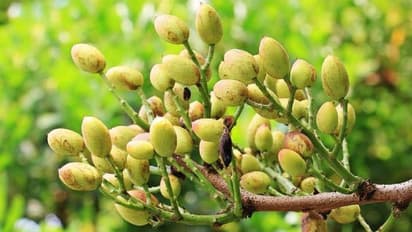 പിസ്ത ജൈവരീതിയില് നമുക്കും കൃഷി ചെയ്യാം; ആദ്യ വിളവെടുപ്പിനായി ഏഴ് വര്ഷങ്ങള്