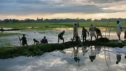 ചെന്നിത്തല പാടശേഖരത്തിൽ വീണ്ടും മട വീഴ്ച; 250 ഏക്കർ വെള്ളത്തിൽ