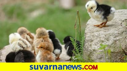 ಕಾಡಿನಲ್ಲಿದ್ದ ರಾಶಿ ರಾಶಿ ಕೋಳಿ ಮರಿಗಳಿಗೆ ಮುಗಿಬಿದ್ದ ಜನ
