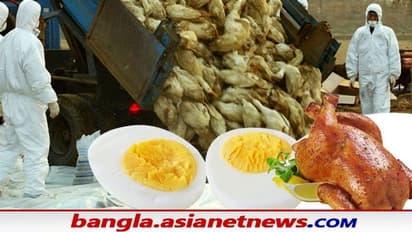 চিকেন ও ডিম খেলে কি বার্ড ফ্লু ছড়িয়ে পড়তে পারে, জেনে নিন এই বিষয়ে কি বলছেন বিশেষজ্ঞরা