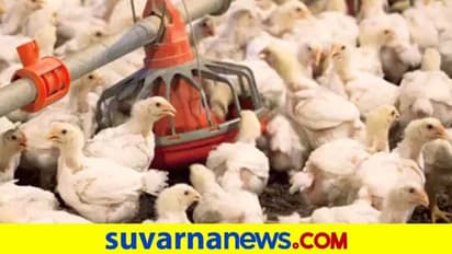 ದಾವಣಗೆರೆ ಜಿಲ್ಲೆಯಲ್ಲಿ ಹಕ್ಕಿ ಜ್ವರದ ಭೀತಿ: ಜಿಲ್ಲಾಡಳಿತಕ್ಕೆ ಮಾಹಿತಿನೇ ಇಲ್ವಾ?