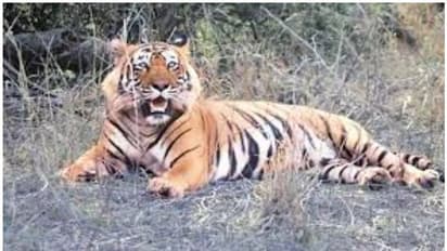 കടുവകള് തമ്മിലെ പോര്; രാജസ്ഥാനില് പെണ്കടുവയ്ക്ക് ഗുരുതര പരിക്ക്, നാക്കില് 14 തുന്നലുകള്