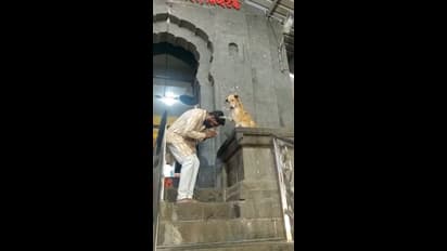 मंदिर में आने-जाने वालों को आशीर्वाद दे रहा ये डॉगी,सोशल मीडिया पर सेलिब्रिटी की तरह हो रहा शेयर