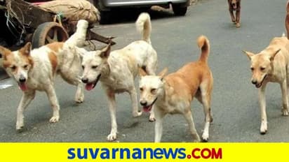 ಆಟವಾಡ್ತಿದ್ದವನ ಮೇಲೆ ಬೀದಿ ನಾಯಿಗಳ ದಾಳಿ.. ಬಾಲಕ ದುರ್ಮರಣ