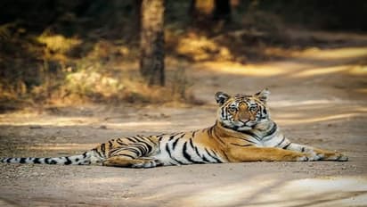 মাল্টি ভিটামিন-মিনারেলস খাচ্ছে বাঘ-সিংহরা, কোভিড রুখতে সতর্ক আলিপুর চিড়িয়াখানা