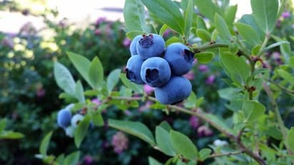 ഞാവല്‍ കൃഷിയും ലാഭകരമാക്കാം; തുടക്കത്തില്‍ ഒരു മരത്തില്‍ ഒരു കി.ഗ്രാം പഴങ്ങള്‍