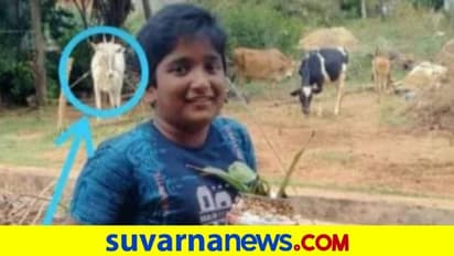 ತನ್ನನ್ನು ಸಾಕಿದ ಬಾಲಕನನ್ನೇ ತಿವಿದು ಸಾಯಿಸಿದ ಎತ್ತು